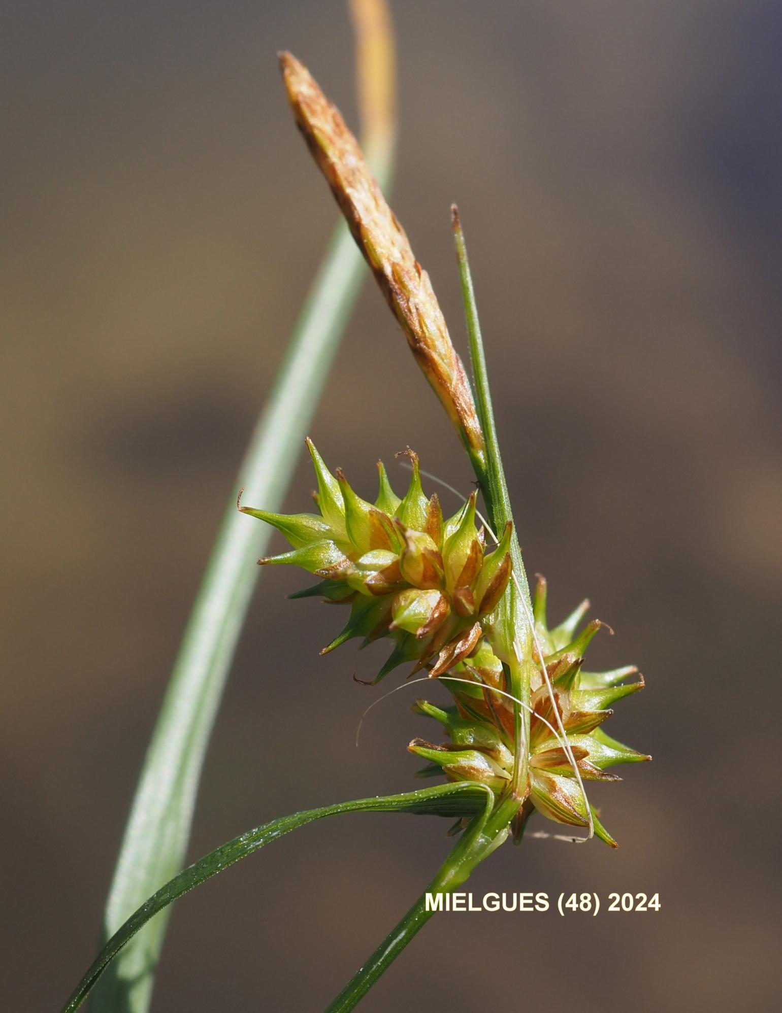 Sedge, Common Yellow